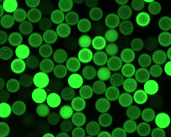 植物細(xì)胞熒光成像